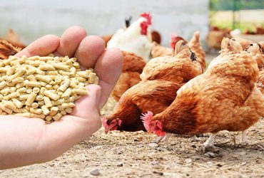 مهر چینه چین کیان