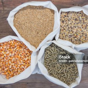 مکمل استاندارد دامپزشکی با فسفر 90